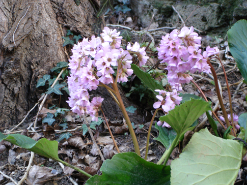 Bergenia