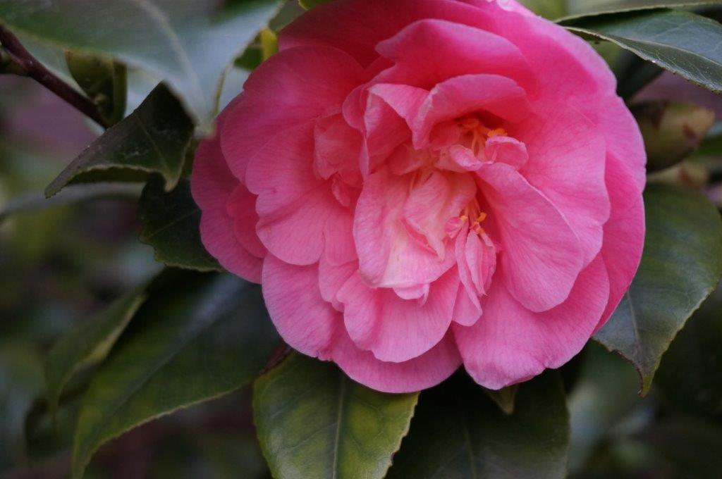 camelia