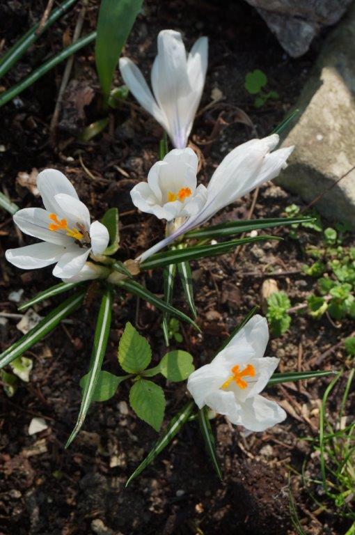 crocus