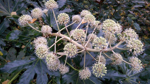 Fatsia japonica