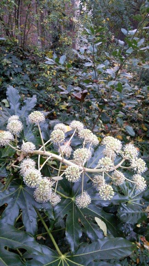 Fatsia japonica