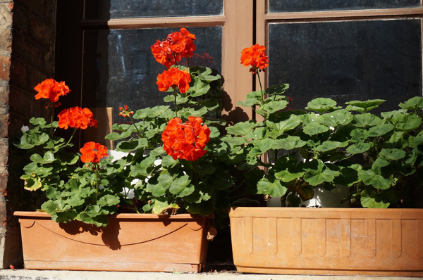 Pelargonium