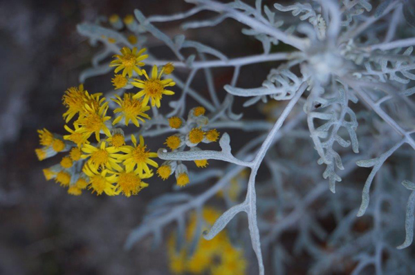 Gypsophile