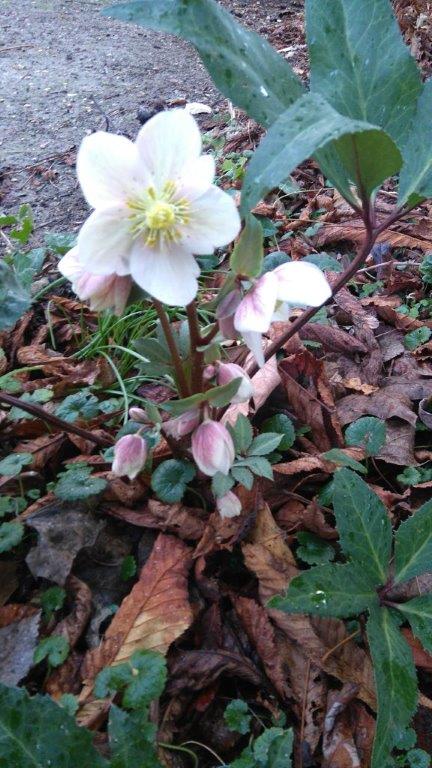 Hellebore