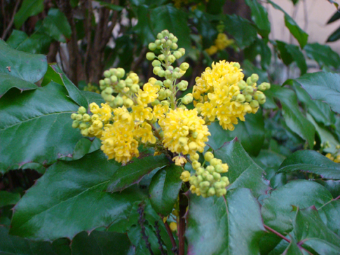 Mahonia