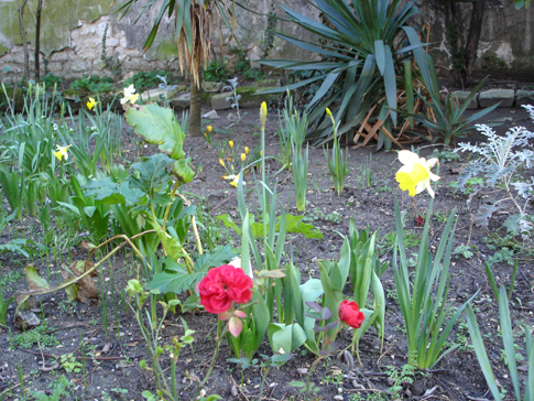 Narcisses et roses