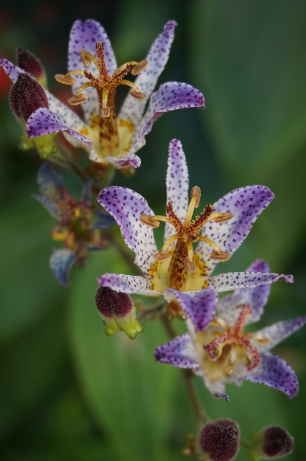 Tricyrtis