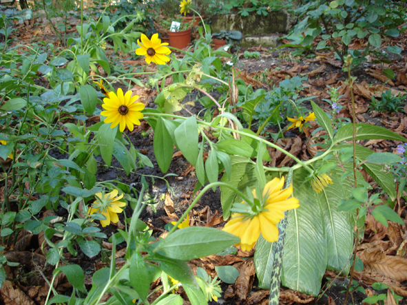 Rudbeckia