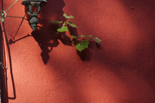 Vigne et mur rouge