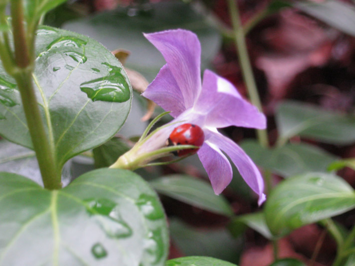 Coccinelle