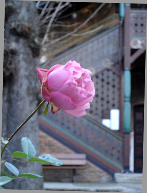 Rose (Jardin Saint-Serge Nol 2009)